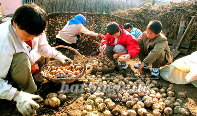 引導(dǎo)農(nóng)民從事多種經(jīng)營 農(nóng)作物種子經(jīng)營新路徑